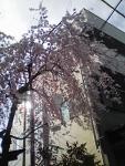 春→桜→きれい・・・